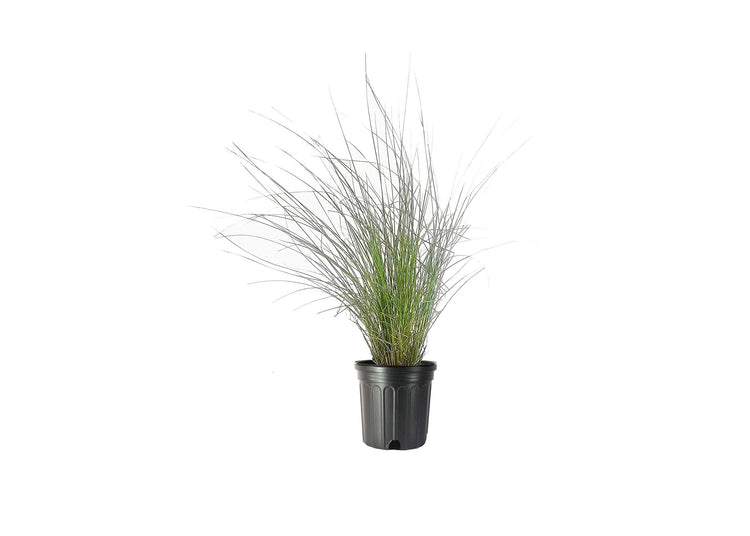 Muhly Grass | Live Gallon Size Plants | Muhlenbergia Capillaris | Hairawn Muhly | Drought Tolerant Pink Blooming Ornamental Grass