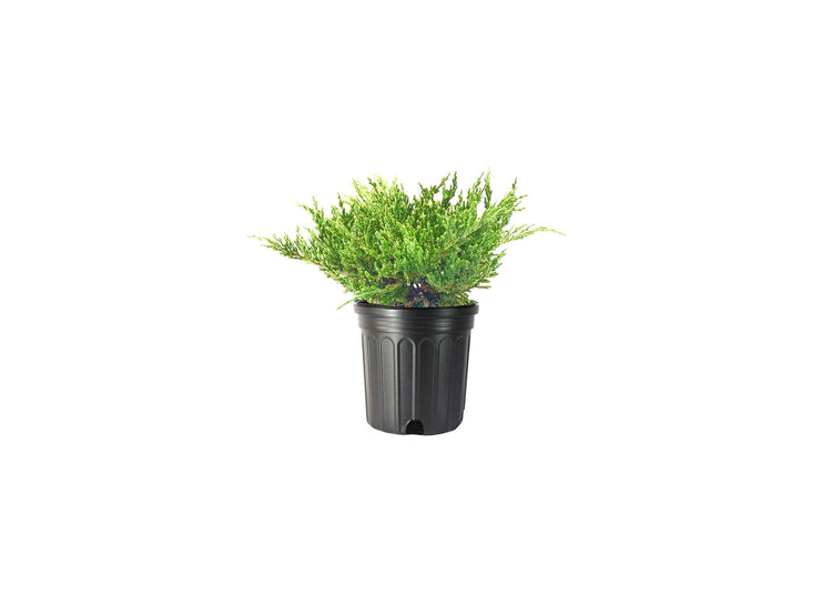 Green Sargent Juniper | Live Gallon Size Plants | Juniperus Chinensis | Drought Tolerant Cold Hardy Evergreen Groundcover