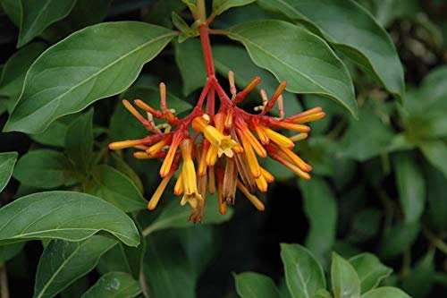 Firebush Dwarf I Live Plants I Hamelia Patens Compactal Vibrant Red|Orange Blooms, Low|Maintenance, Heat|Tolerant, Perfect for Small Gardens and Containers