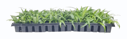 Katie's Dwarf Mexican Petunia White | Live Plants | Ruellia brittoniana | Compact Flowering Perennial | Low Growing Pollinator Favorite for Walkways Borders Containers Landscaping