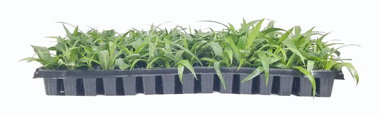 Katie's Dwarf Mexican Petunia White | Live Plants | Ruellia brittoniana | Compact Flowering Perennial | Low Growing Pollinator Favorite for Walkways Borders Containers Landscaping