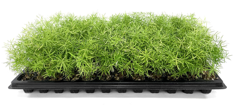 Fern Sprengeri | Live Plants | Asparagus Densiflorus | Evergreen Ornamental Fern | Lush Green Foliage for Hanging Baskets & Borders