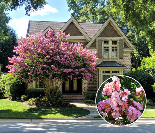 Crape Myrtle Muskogee | Extra Large 3 Gallon Plants | Lagerstroemia Indica | Beautiful Low Maintenance Lavender Blooming Tree