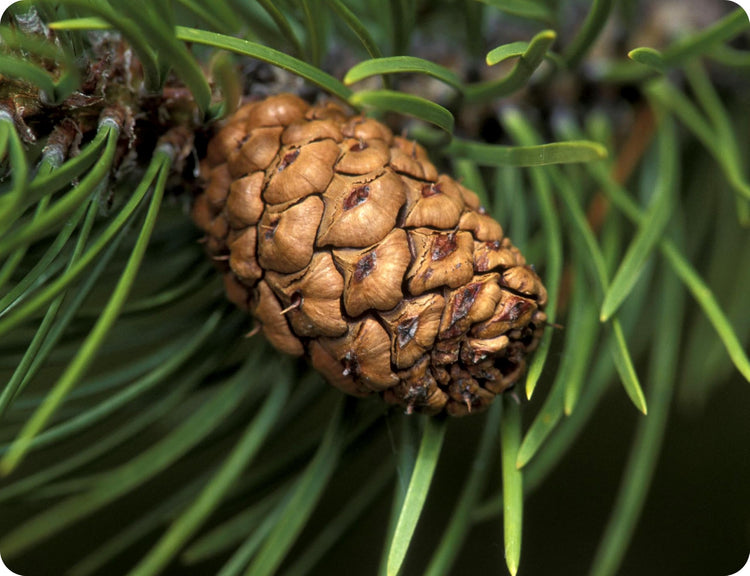 Loblolly Pine Tree | Large Gallon Size Pots | Pinus Taeda | Fast|Growing Evergreen | Shade Tree Plants