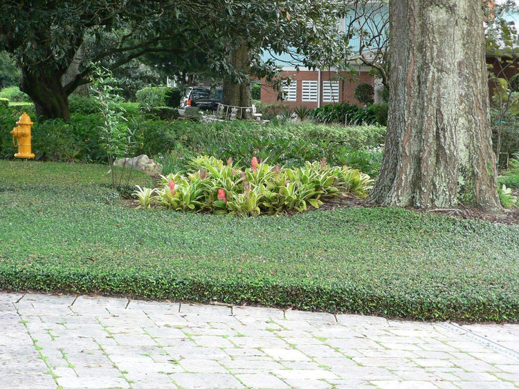 Asiatic Jasmine Minima - Live Inch Plant - Trachelospermum Asiaticum - Drought Tolerant Cold Hardy Evergreen