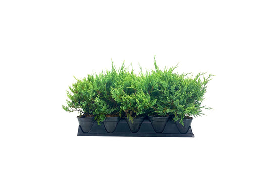 Juniper Sea Spray | Live 4 Inch Pot | Juniperus Chinensis | Drought Tolerant Cold Hardy Evergreen Groundcover Plants