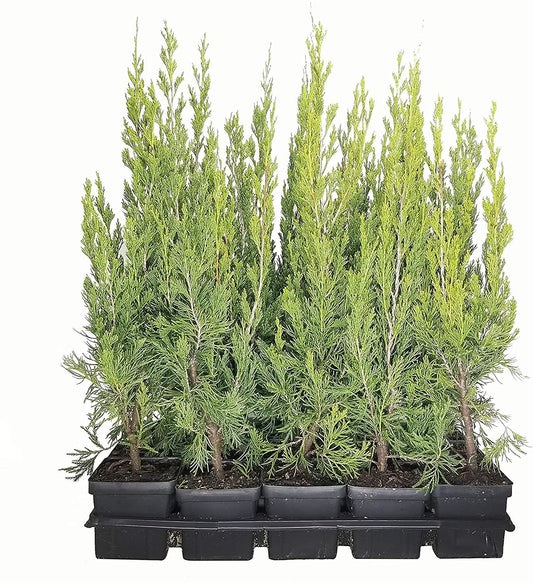 Spartan Juniper | Juniperus Chinensis | Live 4 inch Container Trees | Evergreen Privacy Screening Plants