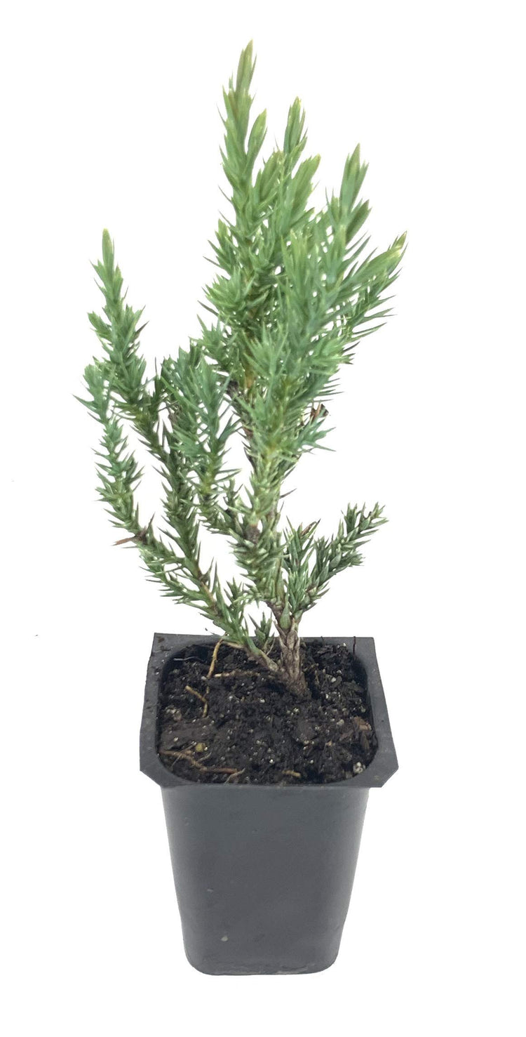 Spiny Greek Juniper | Live Trees | Juniperus Chinensis