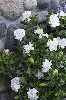 Gardenia Veitchii | Extra Large 3 Gallon Plant | Gardenia jasminoides 'Veitchii' | Fragrant Blooms | Lush Foliage