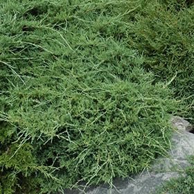 Seaspray Juniper | Extra Large 3 Gallon Plant | Elegant & Hardy Evergreen Shrub, Ideal for Ground Cover, Landscaping, Topiaries & Bonsai, Vibrant, Low|Maintenance & Drought|Resistant