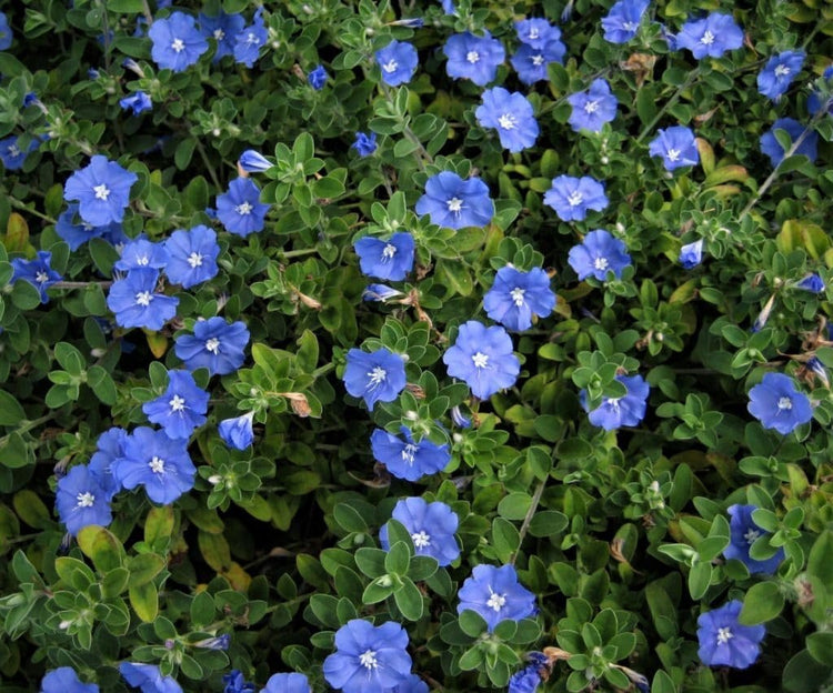 Beach Bum Blue I Large Gallon Size Plants I Evolvulus Glomeratus I Live Low|Maintenance, Drought|Resistant, Ideal for Coastal Gardens