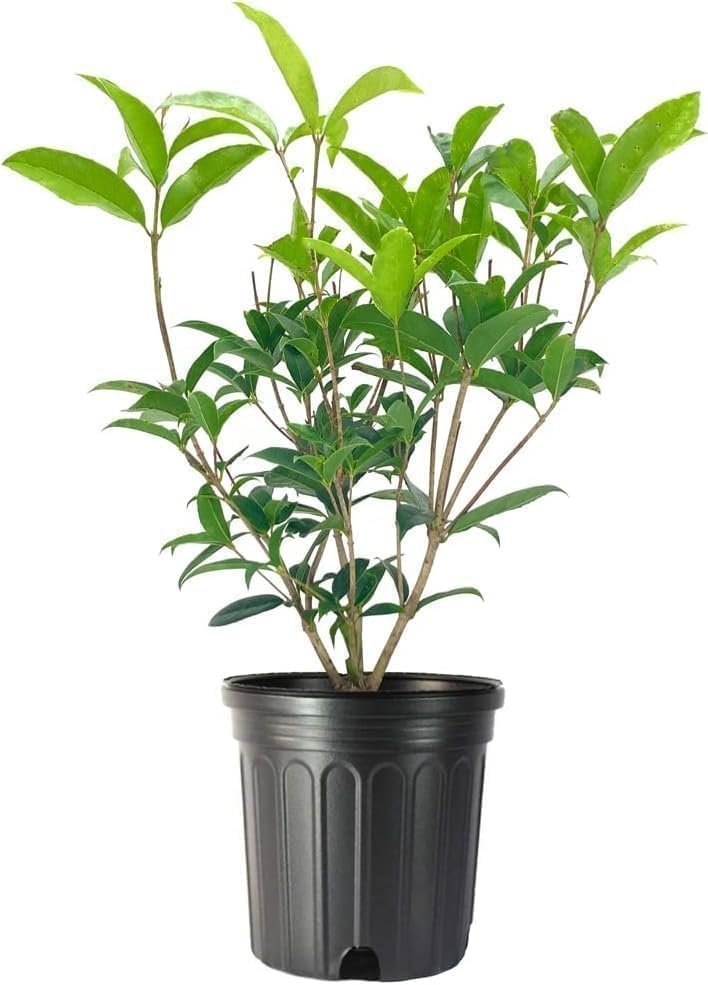 Fragrant Tea Olive | Live Gallon Size Plants | Osmanthus fragrans | Ideal for Gardens & Landscaping | Easy|to|Grow Evergreen Shrub | Delightful Sweet Scent | Decorative & Versatile