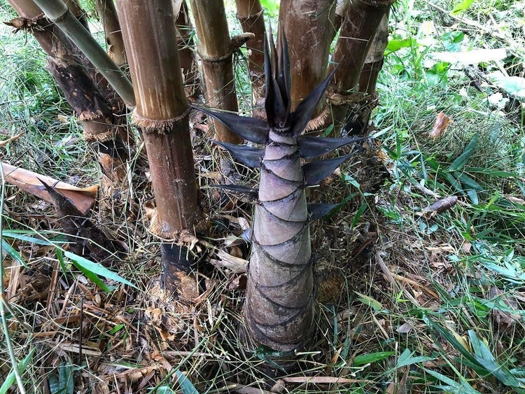 Dendrocalamus Asper Bamboo Plant | Live Plant | Fast|Growing Indoor/Outdoor Giant Bamboo for Landscaping & Green Decor | Eco|Friendly | Also Known as Dragon/Rough Bamboo
