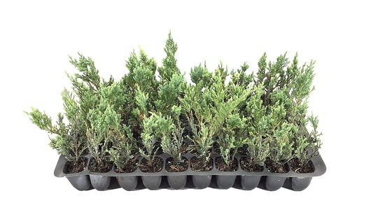 Hughes Juniper | Live Plants | Juniperus Horizontalis | Drought Tolerant Cold Hardy Evergreen Ground Cover