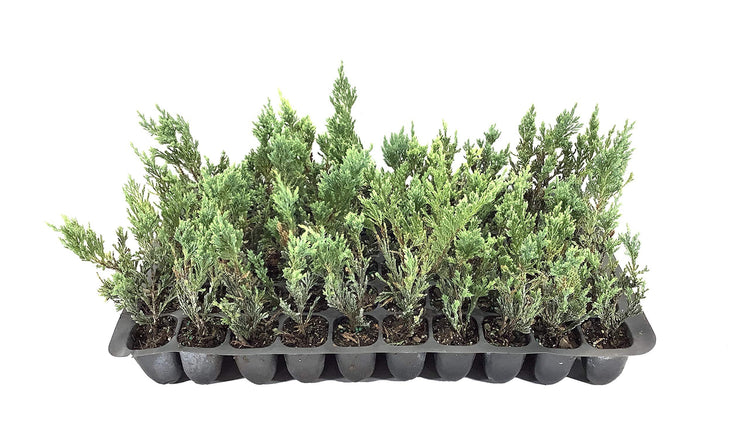 Hughes Juniper | Live Plants | Juniperus Horizontalis | Drought Tolerant Cold Hardy Evergreen Ground Cover