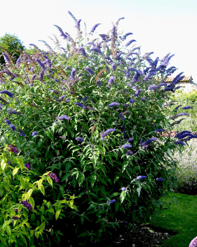 Buddleia Nanho Blue | Extra Large 3 Gallon Plants | Fragrant & Compact Butterfly Bush, Ideal for Vibrant Landscapes, Attractive Borders & Butterfly Gardens, Drought Tolerant