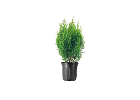 Spiny Greek Juniper | Live Gallon Size Trees | Juniperus Chinensis | Drought Tolerant Cold Hardy Evergreen Screening Plant