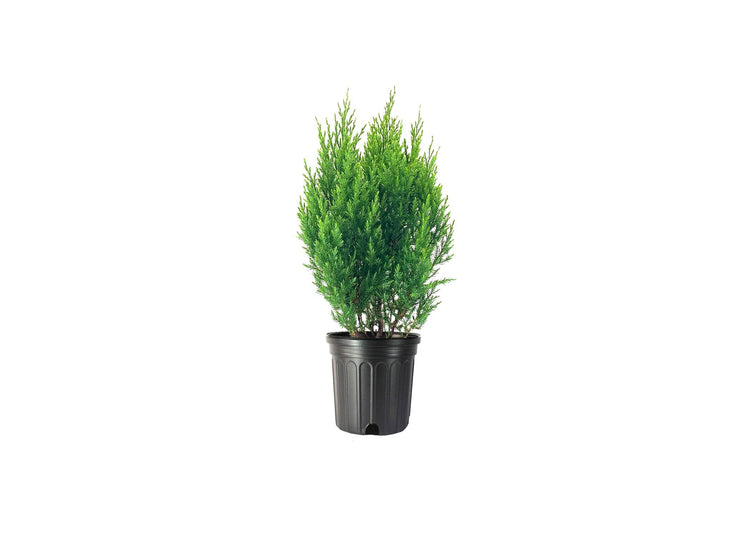 Spiny Greek Juniper | Live Gallon Size Trees | Juniperus Chinensis | Drought Tolerant Cold Hardy Evergreen Screening Plant