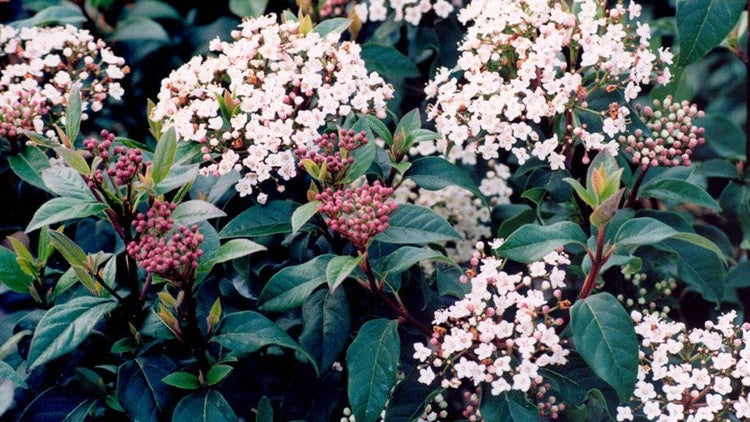 Viburnum Spring Bouquet | Extra Large 3 Gallon Plant | Viburnum Tinus 'Spring Bouquet' | Evergreen Privacy Hedge | Year|Round Interest
