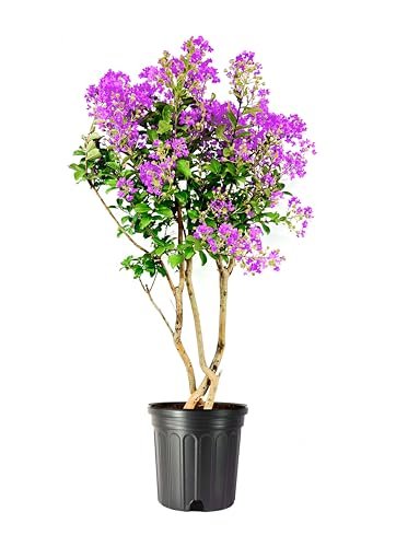 Crape Myrtle Twilight | Extra Large 3 Gallon Plant | Lagerstroemia Indica 'Twilight' | Vibrant Blooms | Drought Tolerant