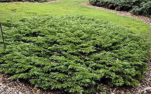 Juniper Monna Sierra Spreader | Live 4 Inch Pots | Juniperus Chinensis | Drought Tolerant Cold Hardy Evergreen Groundcover Plants