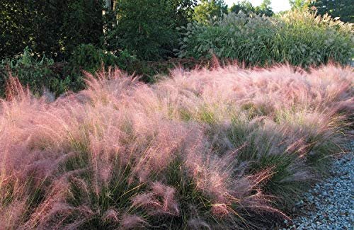 Pink Muhly Grass | Live Plants | Muhlenbergia Capillaris | Hairawn Muhly | Beautiful Blooming Low Maintenance Ornamental Foliage
