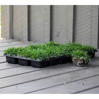 Zoysia Sod Plugs | Large 3" x 3" Plugs | Drought, Salt & Shade Tolerant Turf Grass