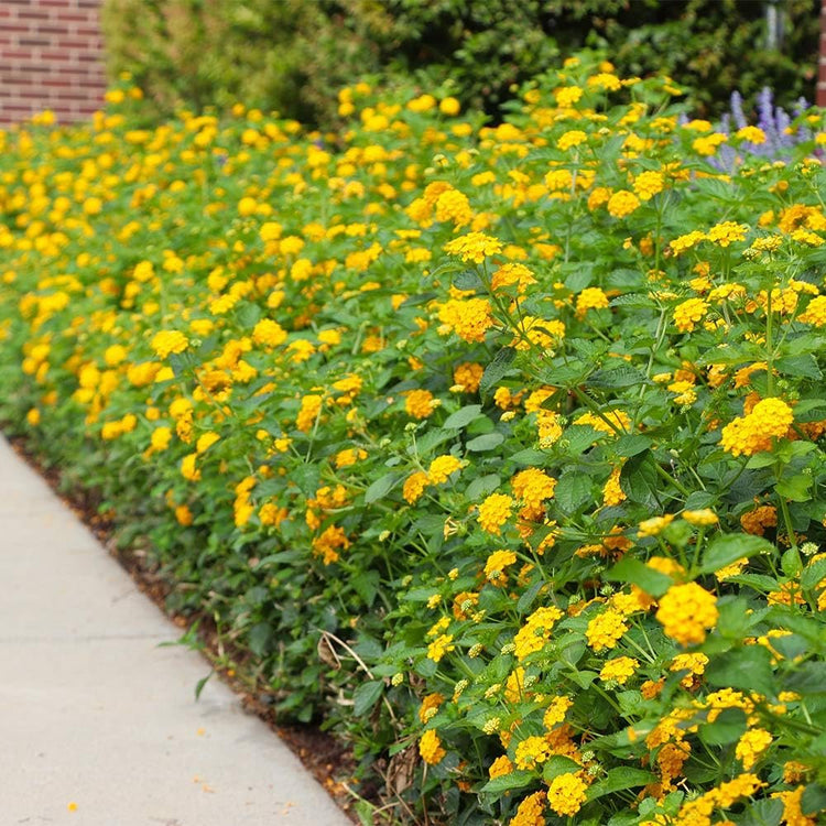 Lantana New Gold | Large Gallon Size Plants | Lantana Camara 'New Gold' | Yellow Ground Cover for Sun | Spreading Landscape Plants for Borders Slopes Containers Beds and Walkways
