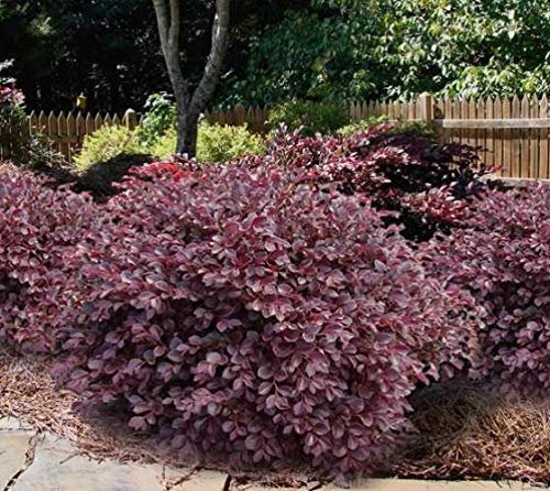 Loropetalum Daruma Compact Ruby I Live Plants I Chinese Fringe Flower I Vibrant Red Foliage and Pink Flowers, Low|Maintenance, Compact Shrub for Borders and Containers