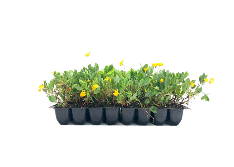 EcoTurf Perennial Peanut Grass | Live Plants | Arachis Glabrata | Live Ground Cover for Sustainable Landscaping, Drought|Tolerant