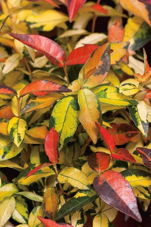 Summer Sunset Jasmine I Large Gallon Size Plants I Trachelospermum Asiaticum I Live Radiant Orange|Red Flowers for Full Sun Gardens, Drought|Tolerant, Vibrant Blooms