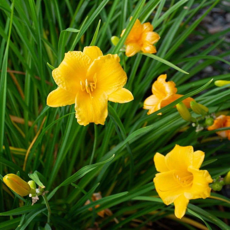 Daylily Stella D' Oro I Live 3 Inch Pots I Hemerocallis | Yellow Flowers I Rich Golden Blooms, Perennial Garden Jewel, Easy|to|Grow for Year|Round Beauty