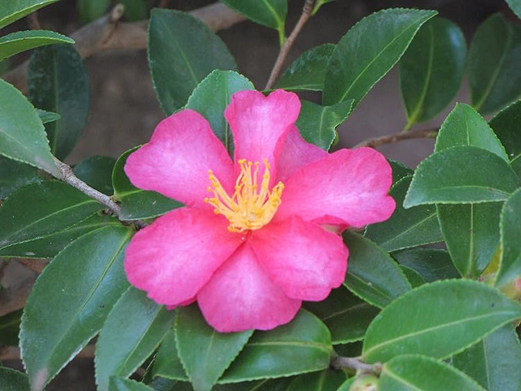 Camellia Sasanqua Kaniiro I Extra Large 3 Gallon Plants | Pink Flowering Vibrant Blooming Shrub, Live Plant for Garden, Landscape & Home Decor, Hardy Evergreen Ornamental Flowering Bush