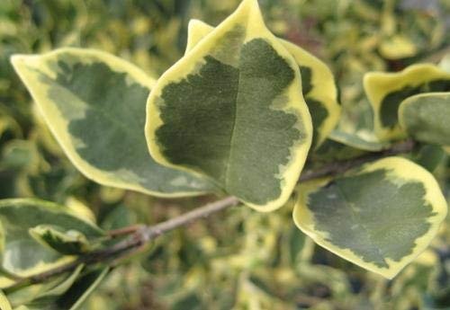Ligustrum Japonicum Jack Frost Privet | Live Plants | Variegated Evergreen Hedge