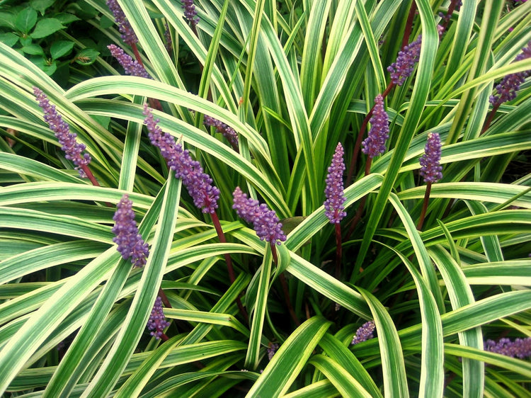 Variegated Liriope | Live 4 Inch Pots | Liriope Muscari Variegata | Ornamental Ground Cover Plants | Evergreen Foliage