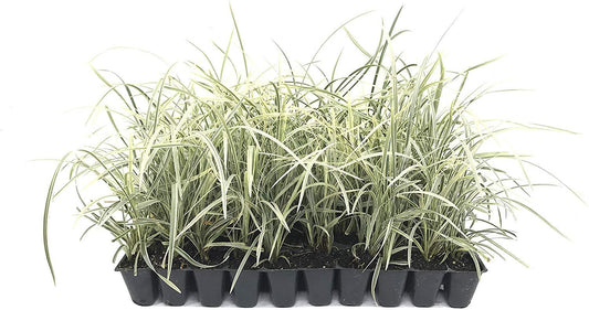 Aztec Grass | Live Plants | Variegated Liriope | Ophiopogon Intermedius Argenteomarginatus