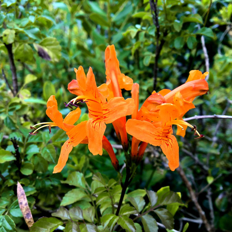 Cape Honeysuckle | Live Plants | Tecomaria Capensis | Birds & Butterfly Attracting Versatile Shrub