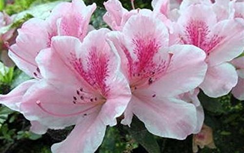 Azalea Duchess of Cypress | Extra Large 3 Gallon Plant | Vibrant & Blossoming Shrub, Stunning Spring Blooms, Perfect for Gardens, Borders, and Landscape Accents