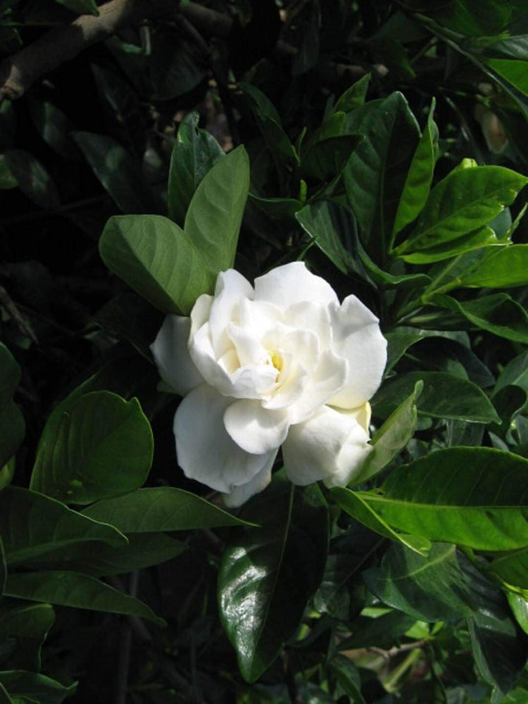 Everblooming Gardenia Jasminoides 'Veitchii' | Live Plants | Beautiful Fragrant Blooming Shrub