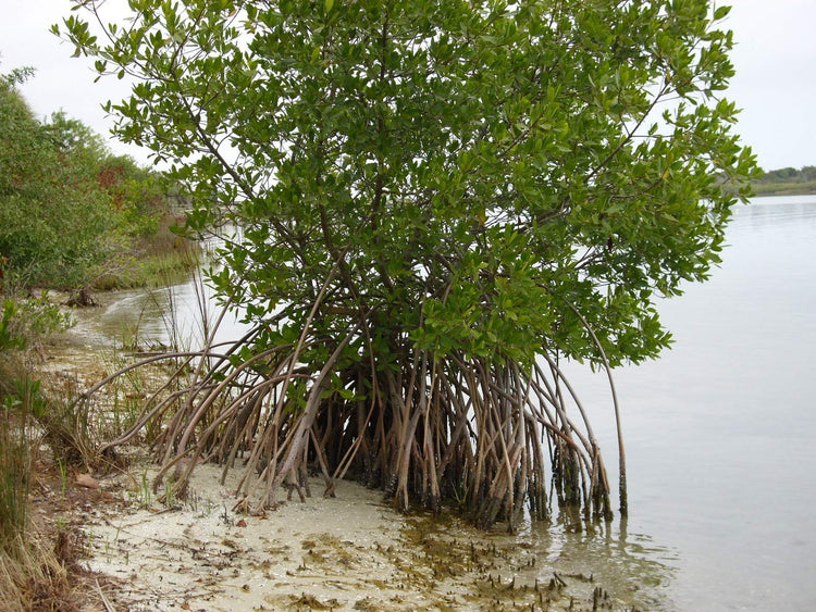 Red Mangrove Seedling | Rhizophora Mangle | Large Live Plants | Saltwater Aquarium Reef Filtration Aquatic Foliage | Shoreline Restoration & Protection