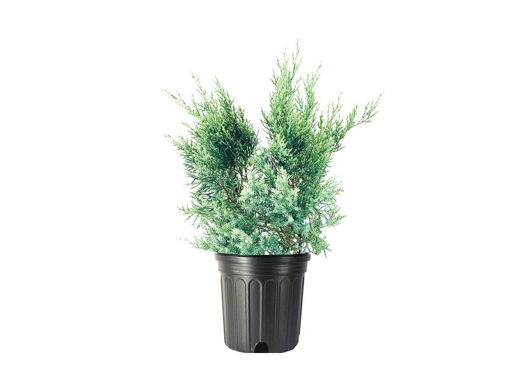 Blue Pfitzer Juniper | Live Gallon Size Plants | Juniperus Chinensis | Evergreen Cold Hardy Drought Tolerant Groundcover