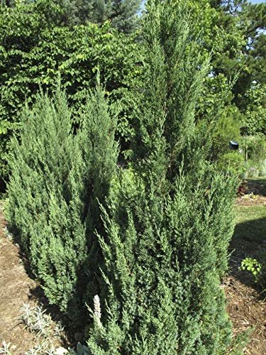 Blue Point Juniper | Live Trees | Juniperus Chinensis | Evergreen Screening Plant