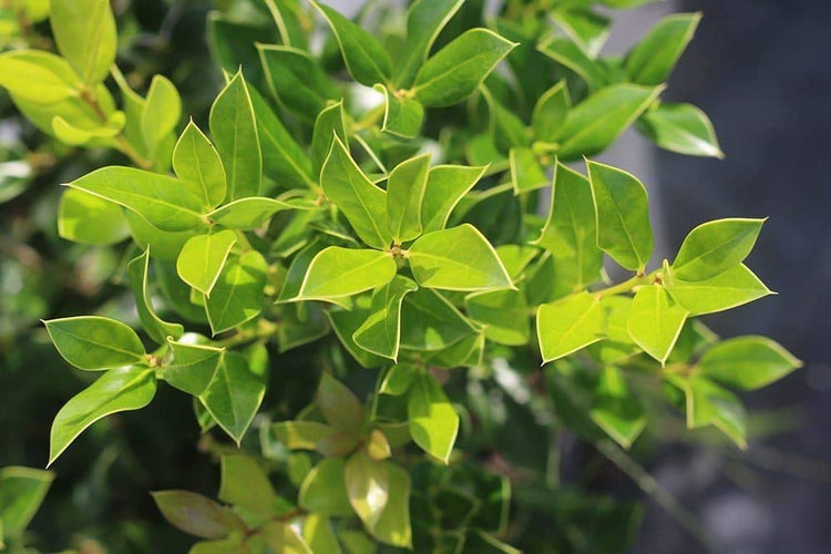 Needlepoint Chinese Holly | Ilex Cornuta | 50 Live Plants | Low Maintenance Screening Evergreen