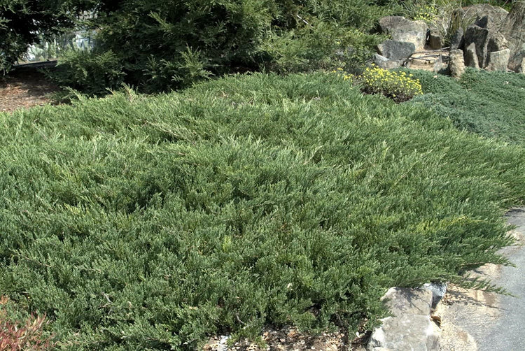 Juniper Andorra Compacta | Live Gallon Size Plants | Juniperus Horizontalis | Drought Tolerant Evergreen Cold Hardy Groundcover