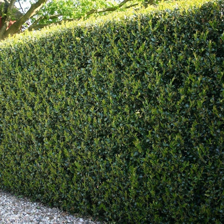 Dwarf Burford Holly | Live Plants | Ilex Burfordi Evergreen Hedge Red Berries Tree Shrub