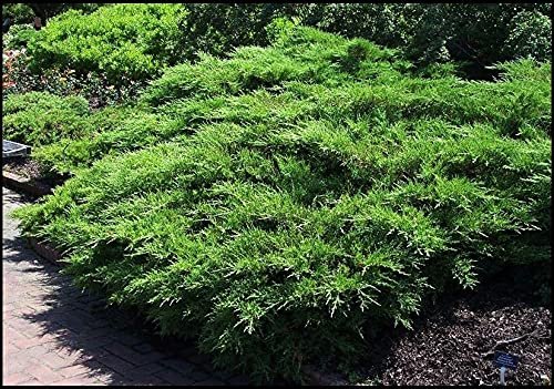 Juniper Kallay | Live Gallon Size Plant | Juniperus Chinensis | Drought Tolerant Cold Hardy Evergreen Groundcover