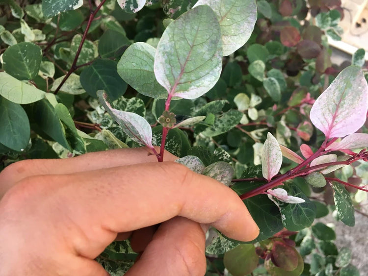 Breynia Disticha Roseopicta Snowbush | Live Plants | Ornamental Shrub, Perfect for Indoor & Outdoor Landscaping | Drought Tolerant, Low|Maintenance, Easy|to|Grow Plant