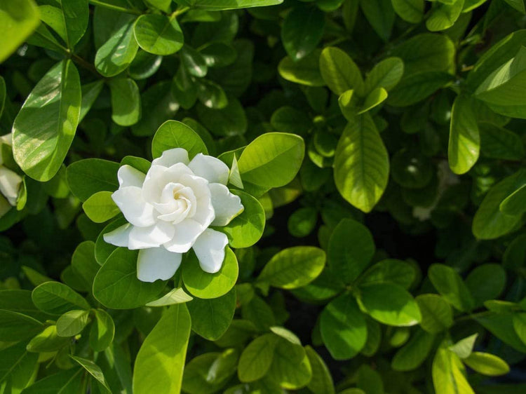 Everblooming Gardenia Jasminoides 'Veitchii' | Live Plants | Beautiful Fragrant Blooming Shrub