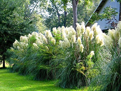 Pampas Grass Qty 30 Live Plants Cortaderia Selloana
