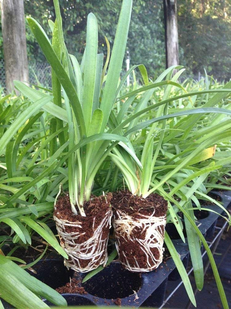 Agapanthus Africanus 'Lily of The Nile' | Live Plants | 2" Pot Size | Blooming Groundcover